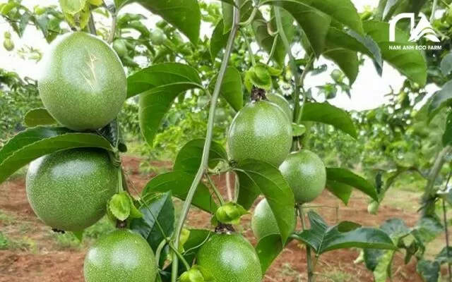 dac-tinh-giong-chanh-leo-dai-nong-i-nam-anh-eco-farm