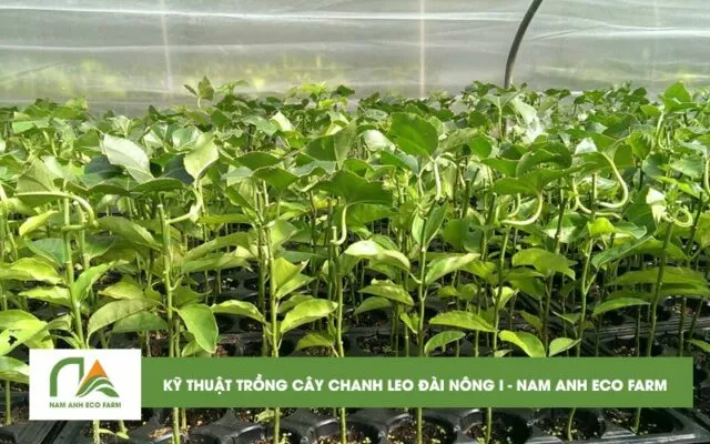 ky-thuat-trong-va-cham-soc-cay-chanh-leo-dai-nong-i-nam-anh-eco-farm